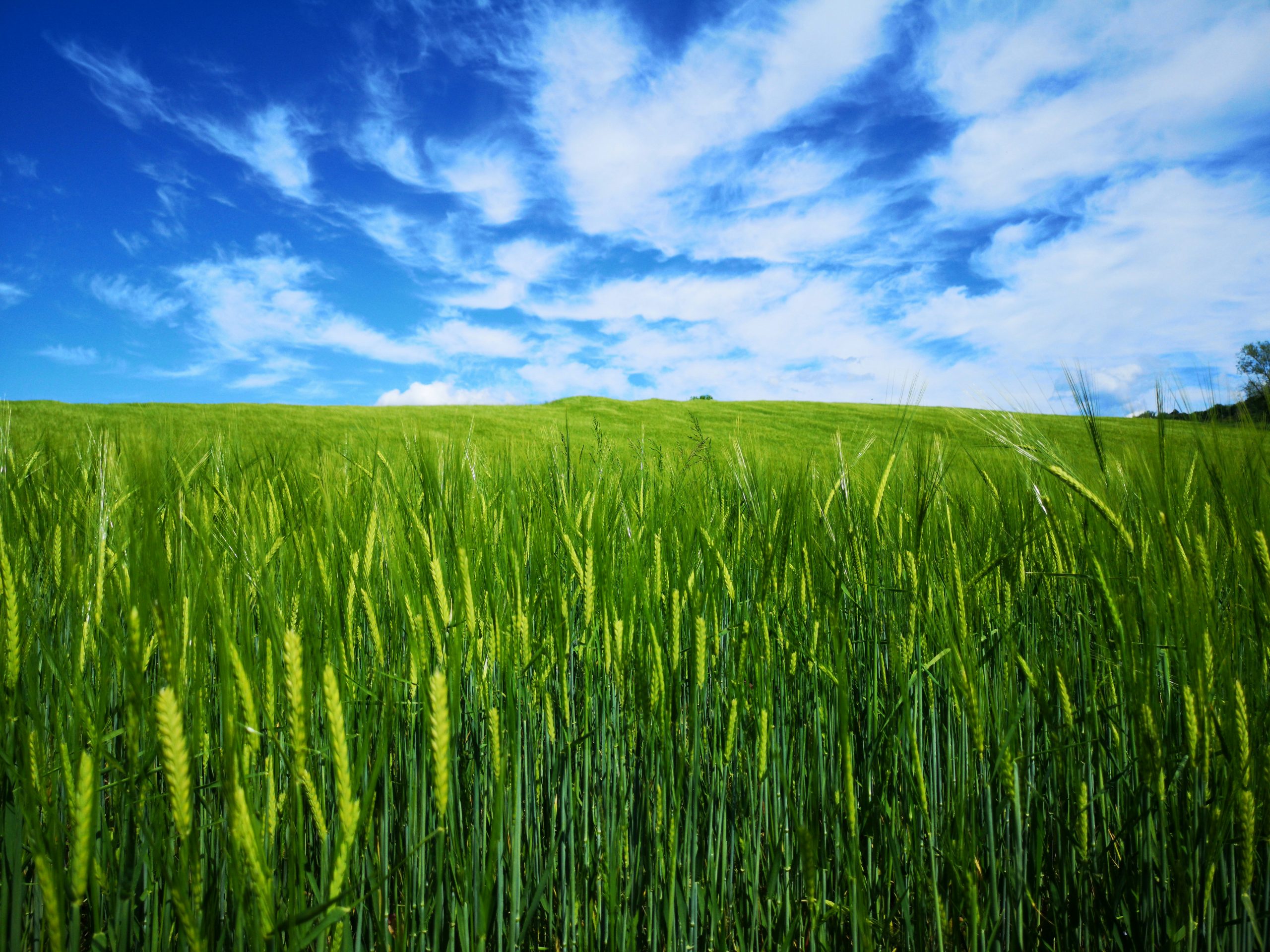 Wachstum in Zyklen Grünes Feld unter weitem Himmel – Metapher für Wachstum und Ernte