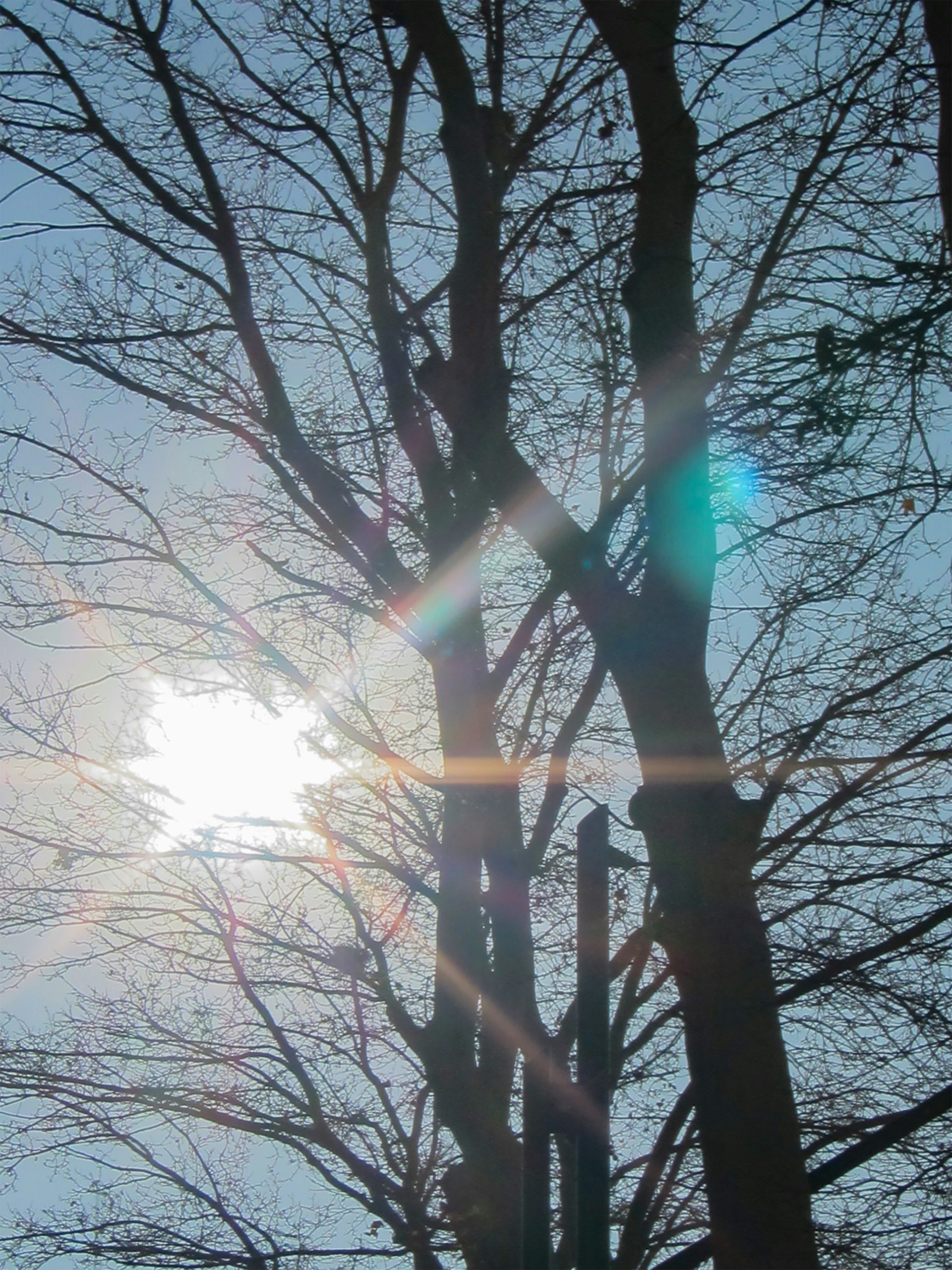 Licht & Heilung Sonnenstrahlen im Wald – Heilung und Klarheit