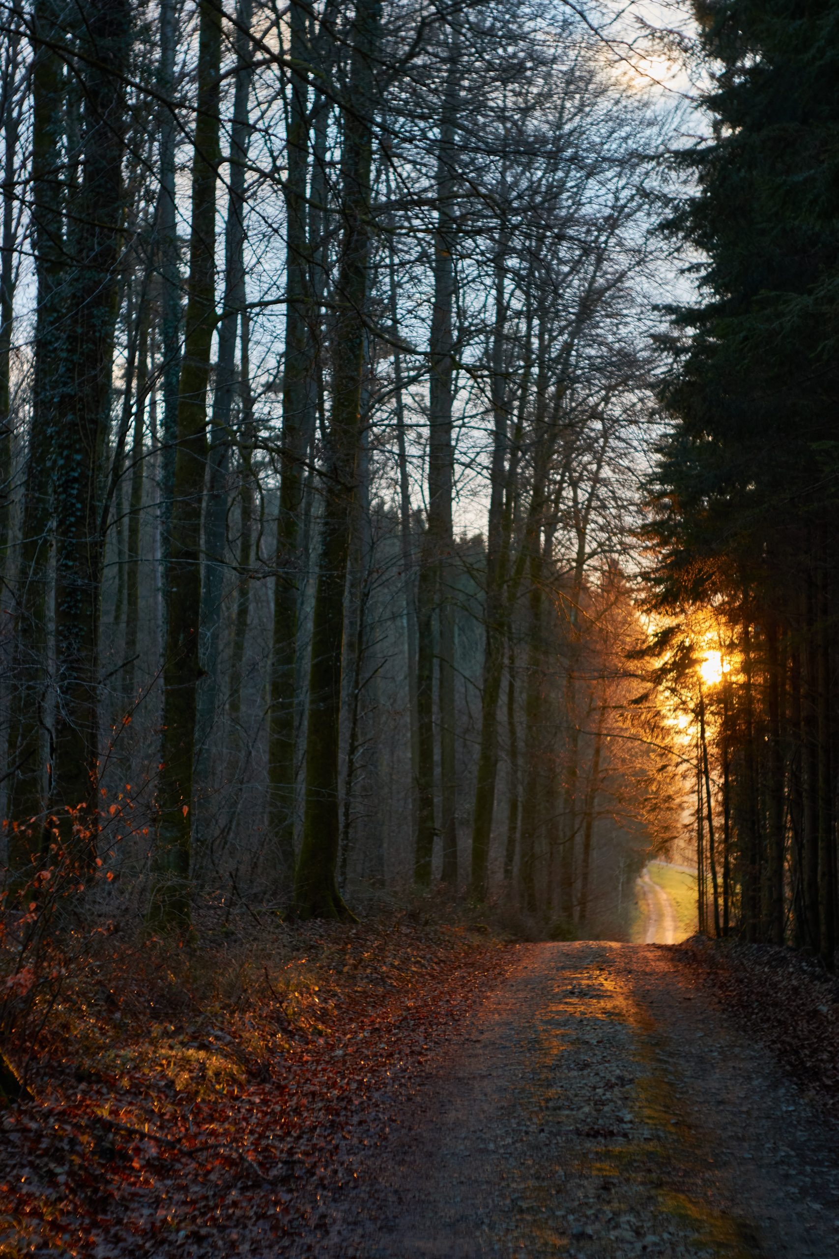 Waldweg im Abendlicht – neuer Weg