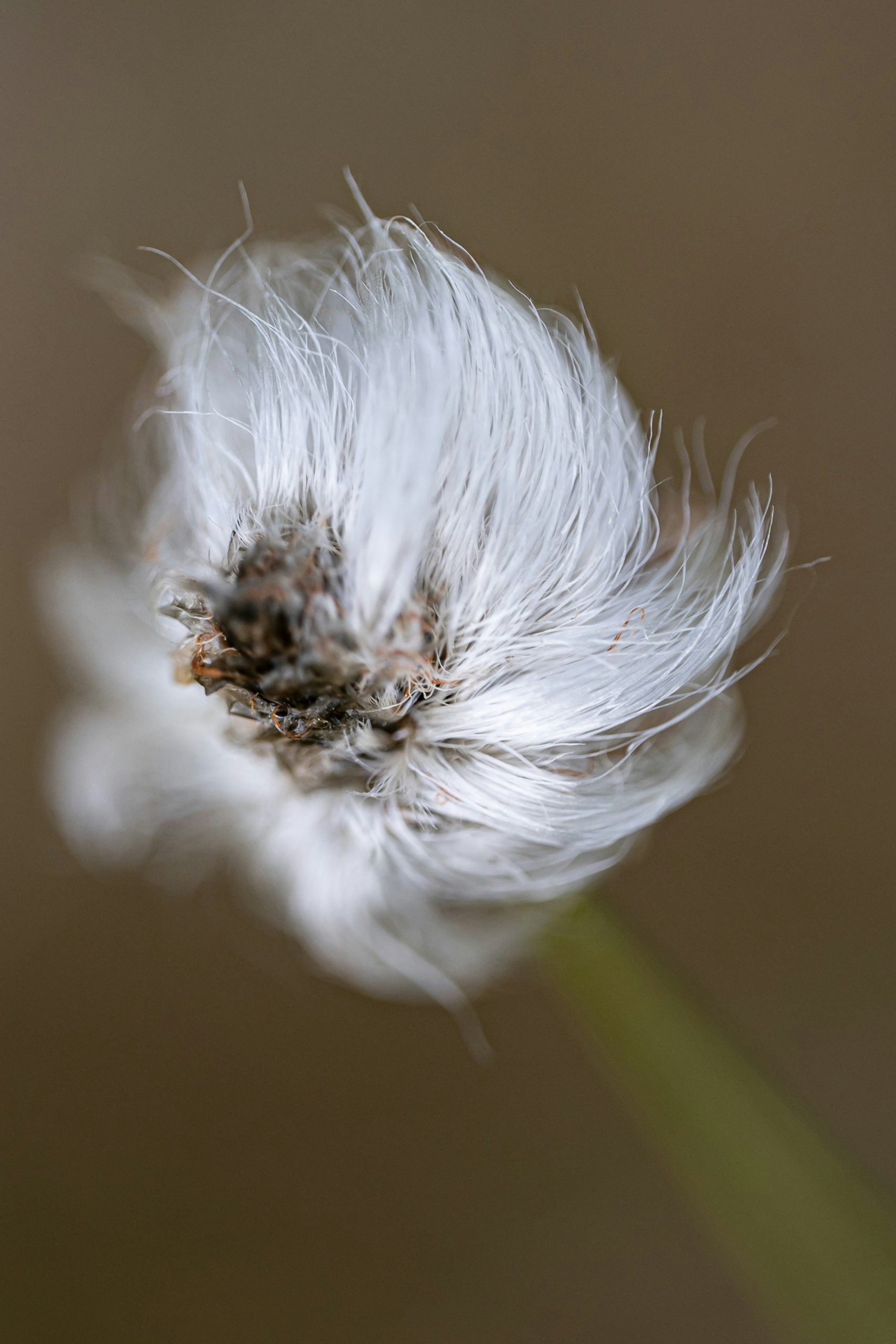 Pusteblume – Vergänglichkeit annehmen