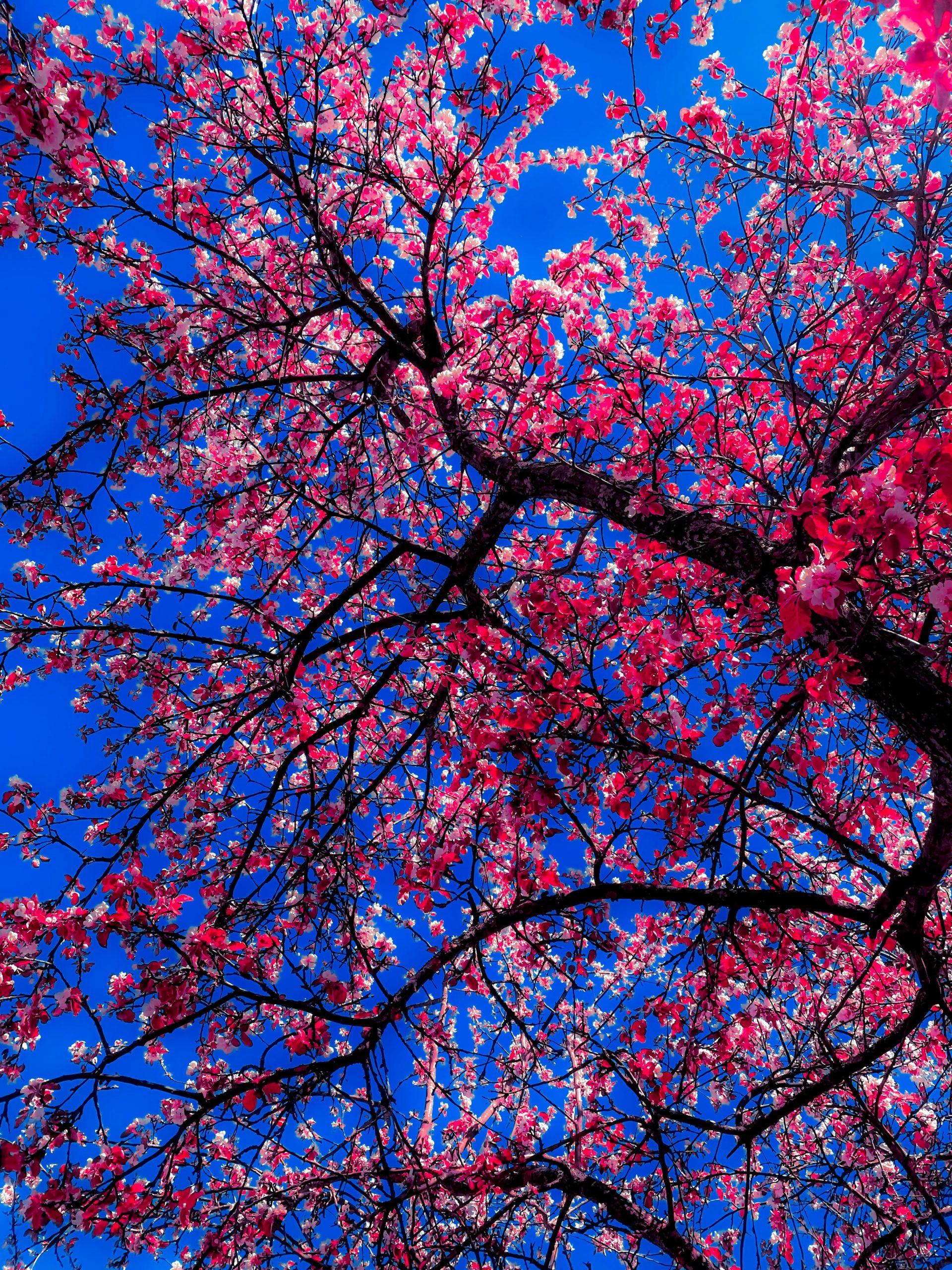 Neue Blütezeit Kirschblüten – Neubeginn & Fruchtbarkeit