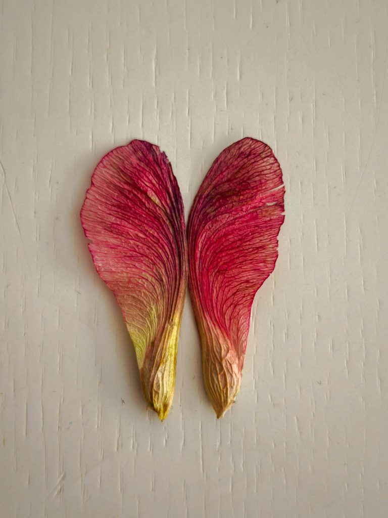 Trockene Blütenblätter in Herzform – Symbol für Liebe und Energie