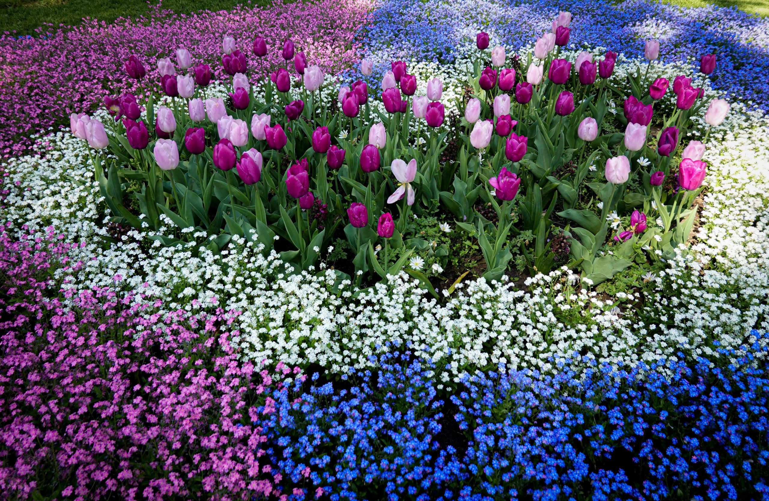 Blühende Blumen in Rosa, Weiß und Blau – Symbol für Liebe, Dankbarkeit und Harmonie